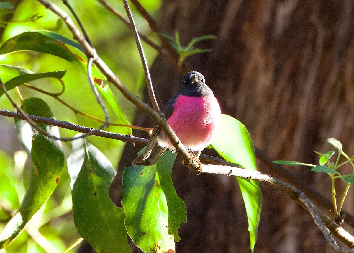 Pink Robin - ML619063269