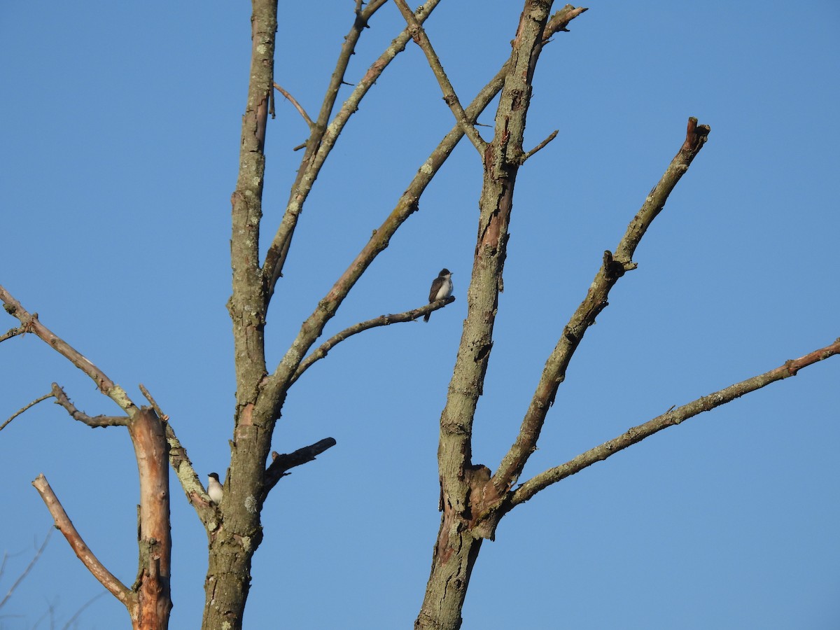 Eastern Kingbird - ML619063273