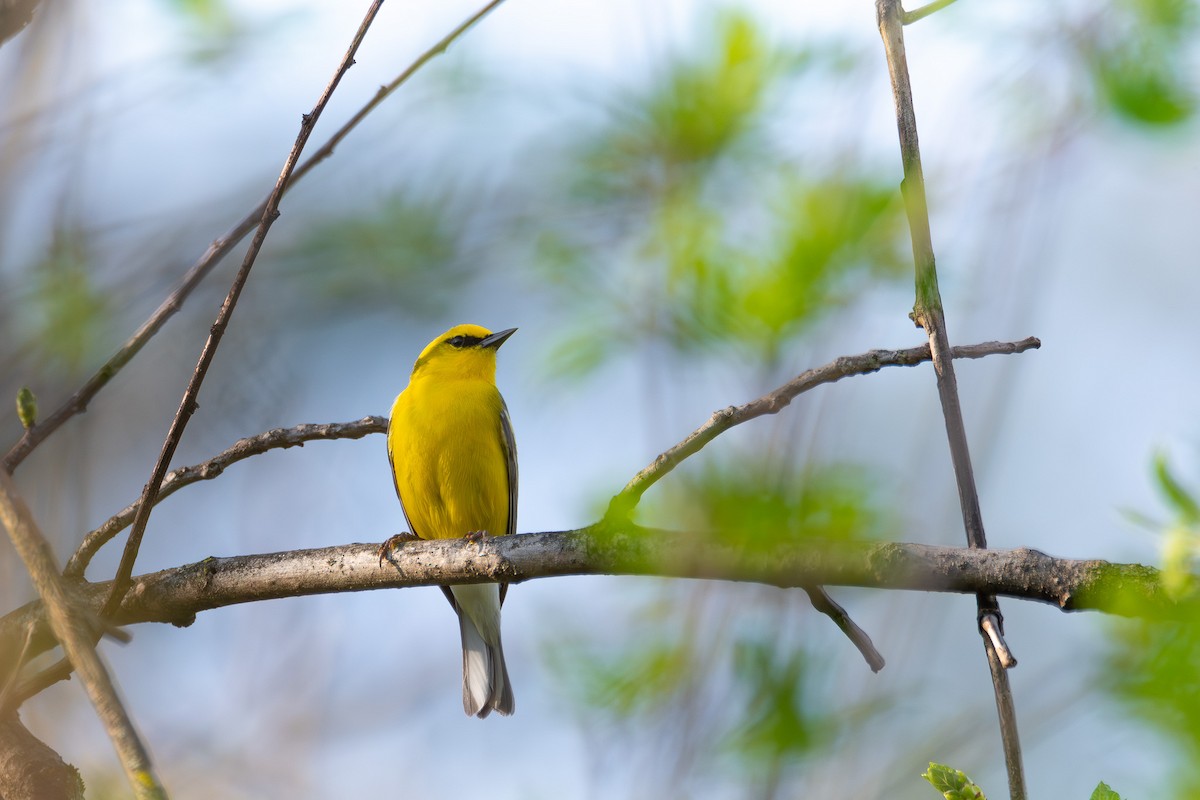 Blue-winged Warbler - Alex Busato