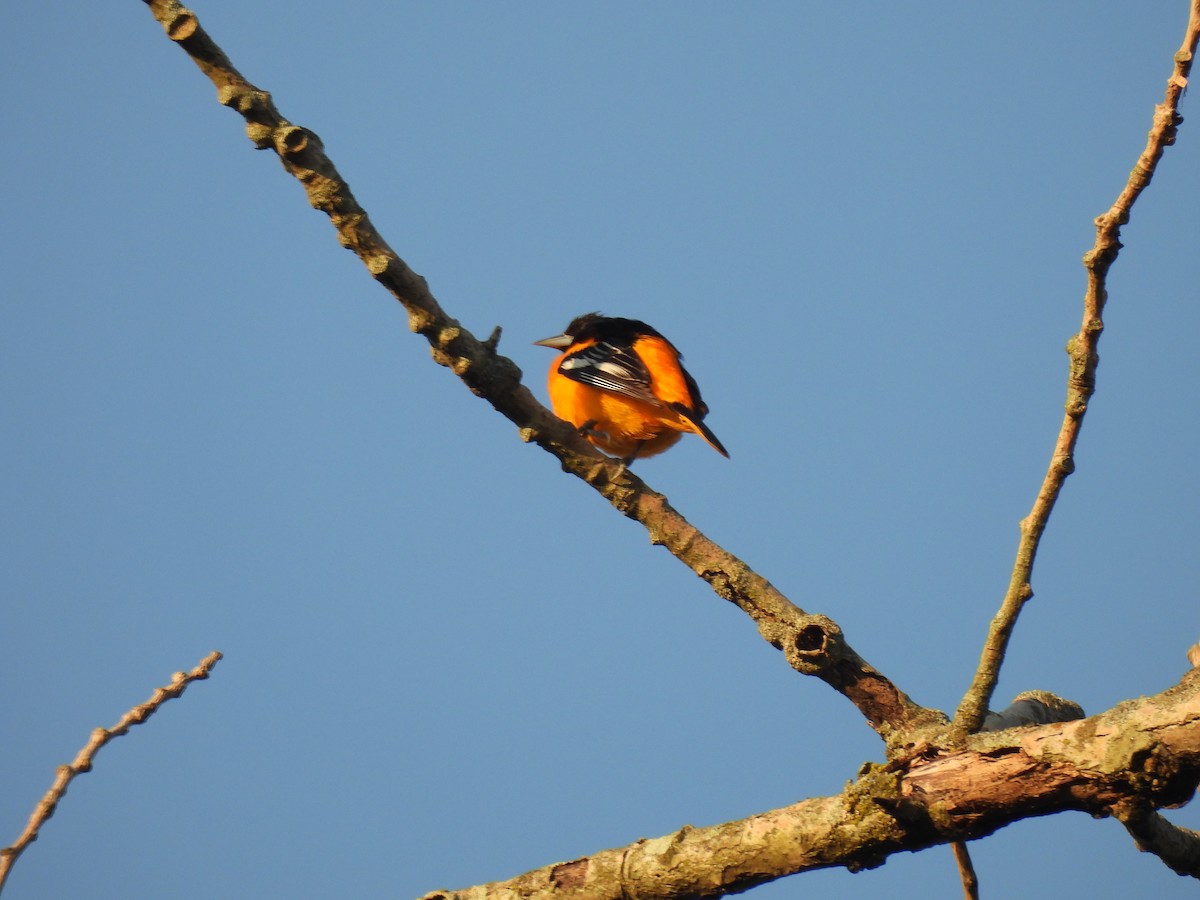 Baltimore Oriole - Corinna Honscheid