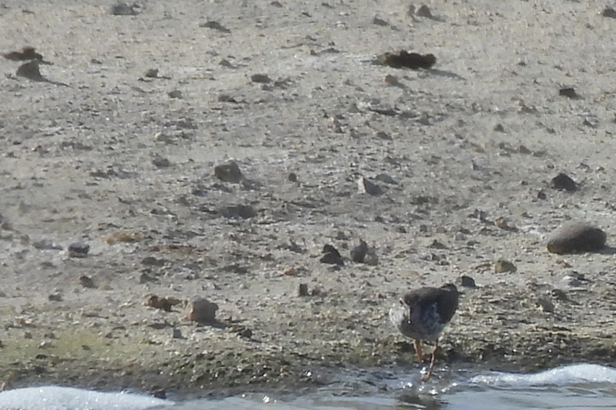 Spotted Sandpiper - Bret Elgersma