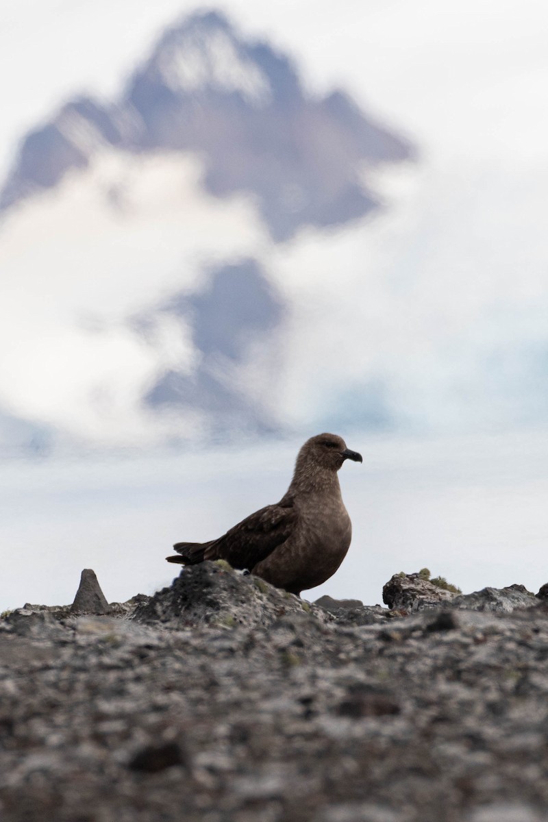 Brown Skua (Subantarctic) - Denis Corbeil