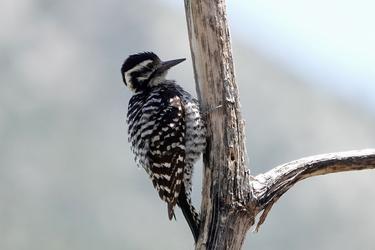 Ladder-backed Woodpecker - Kenna Sue Trickey