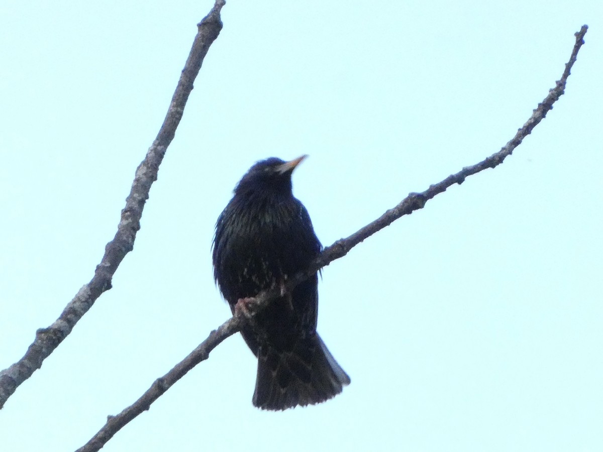 European Starling - Sarah Bowman