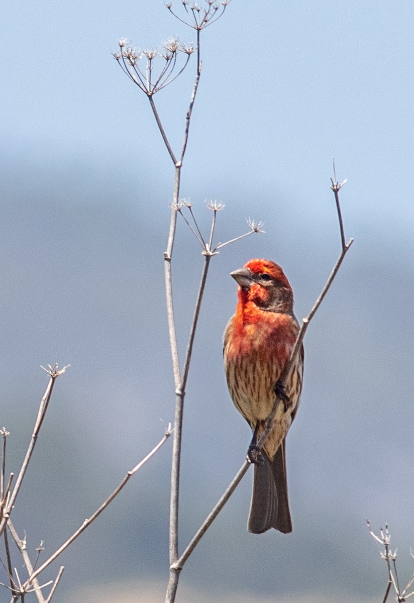 House Finch - Mark and Holly Salvato