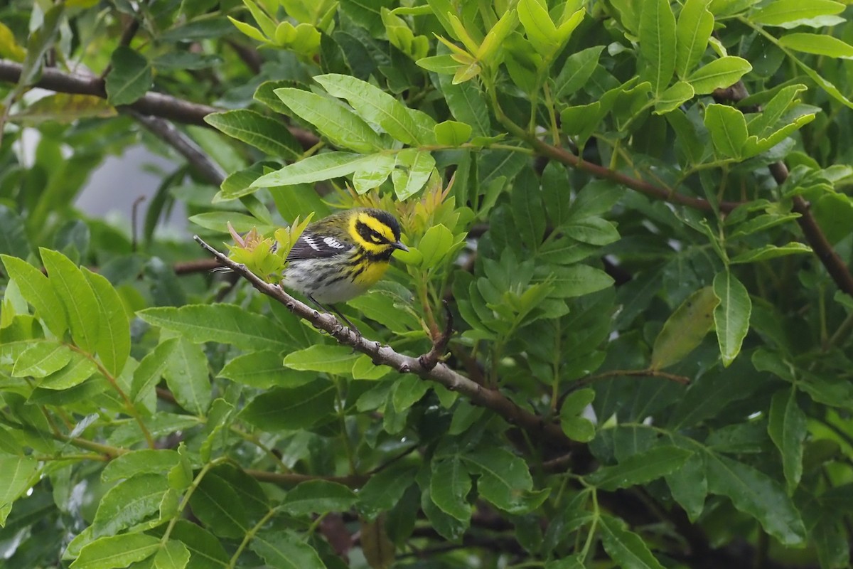 Townsend's Warbler - Nick  Kontonicolas