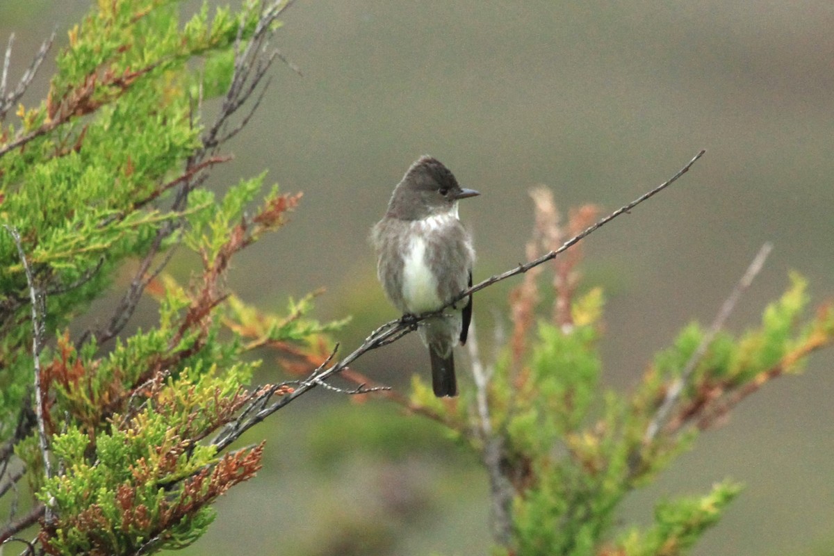 Olive-sided Flycatcher - ML619063386