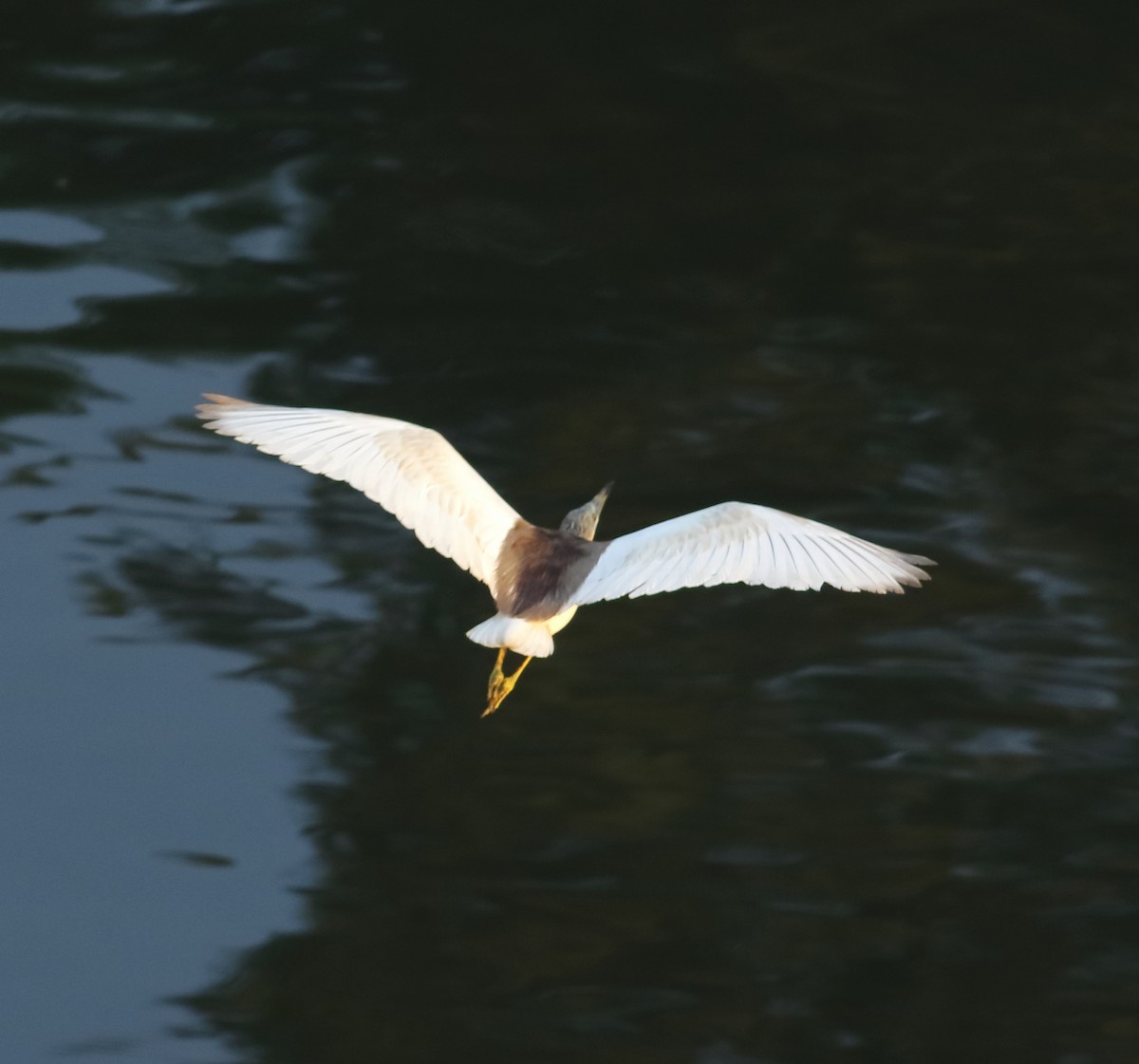 Indian Pond-Heron - Savio Fonseca (www.avocet-peregrine.com)