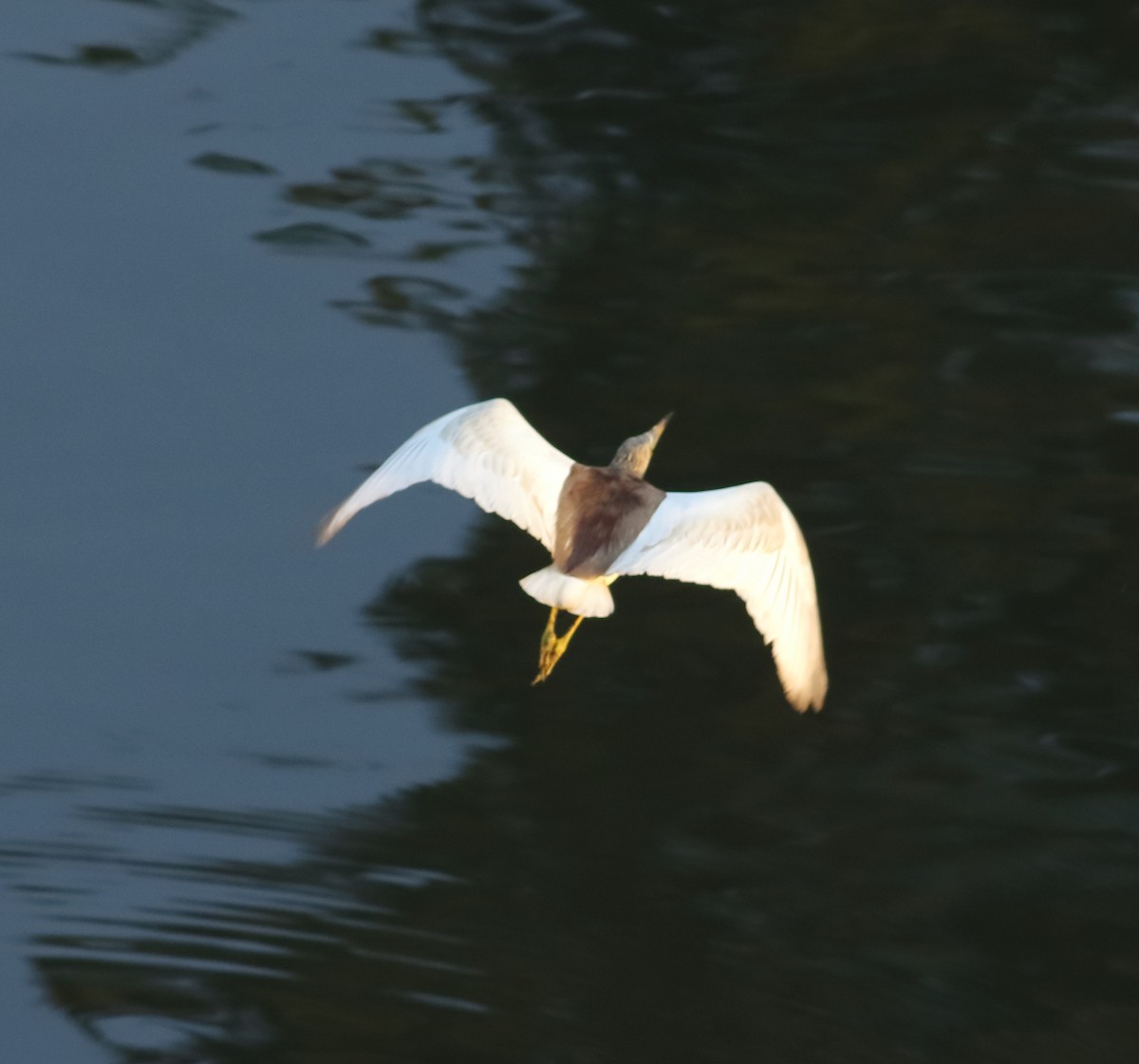 Indian Pond-Heron - Savio Fonseca (www.avocet-peregrine.com)