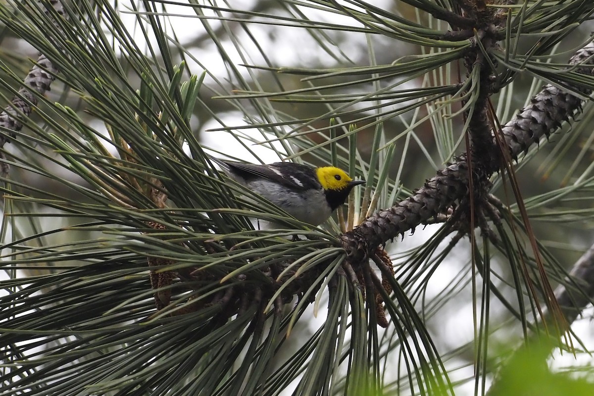 Hermit Warbler - Nick  Kontonicolas