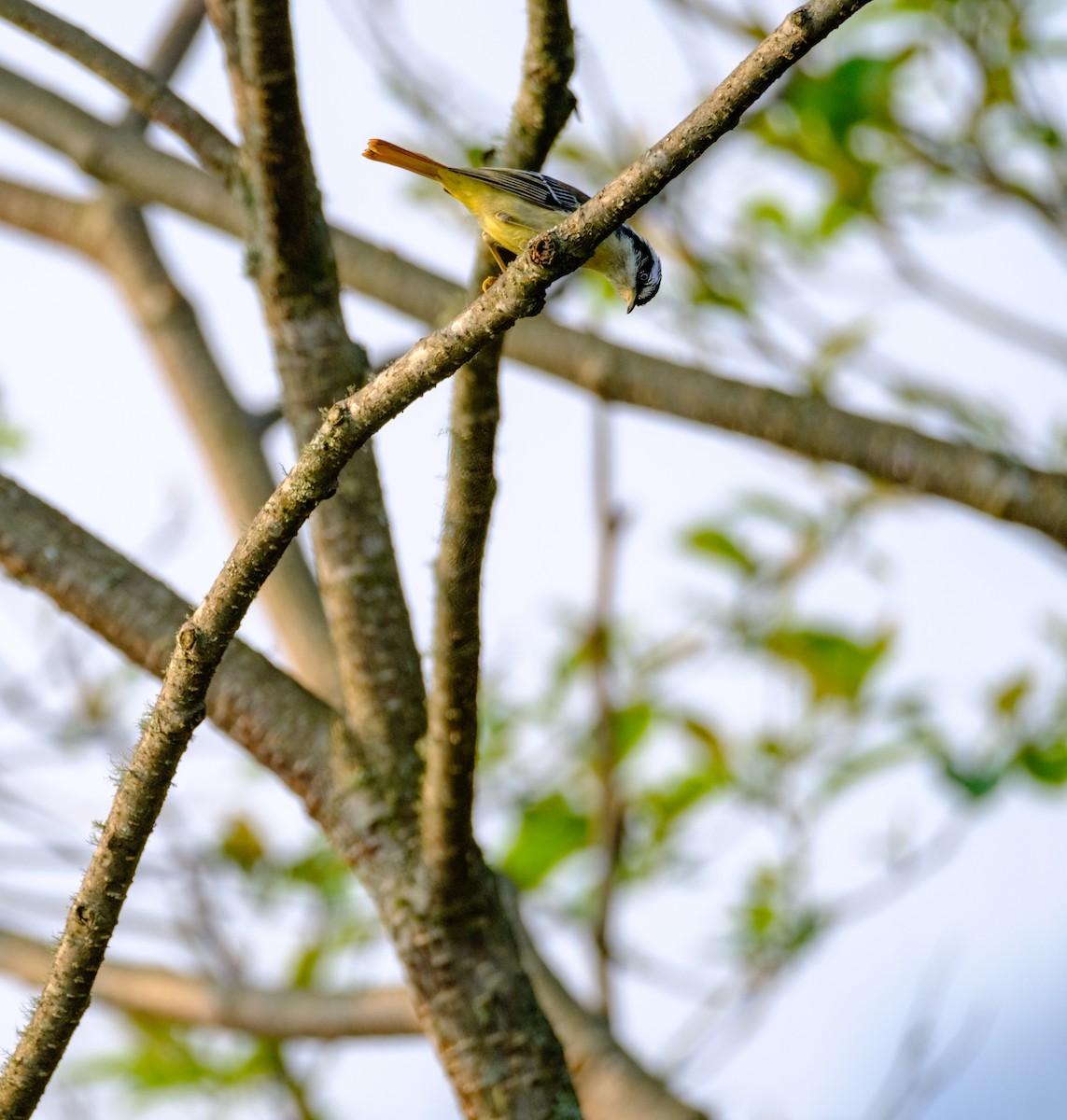 Red-tailed Minla - Nara Jayaraman