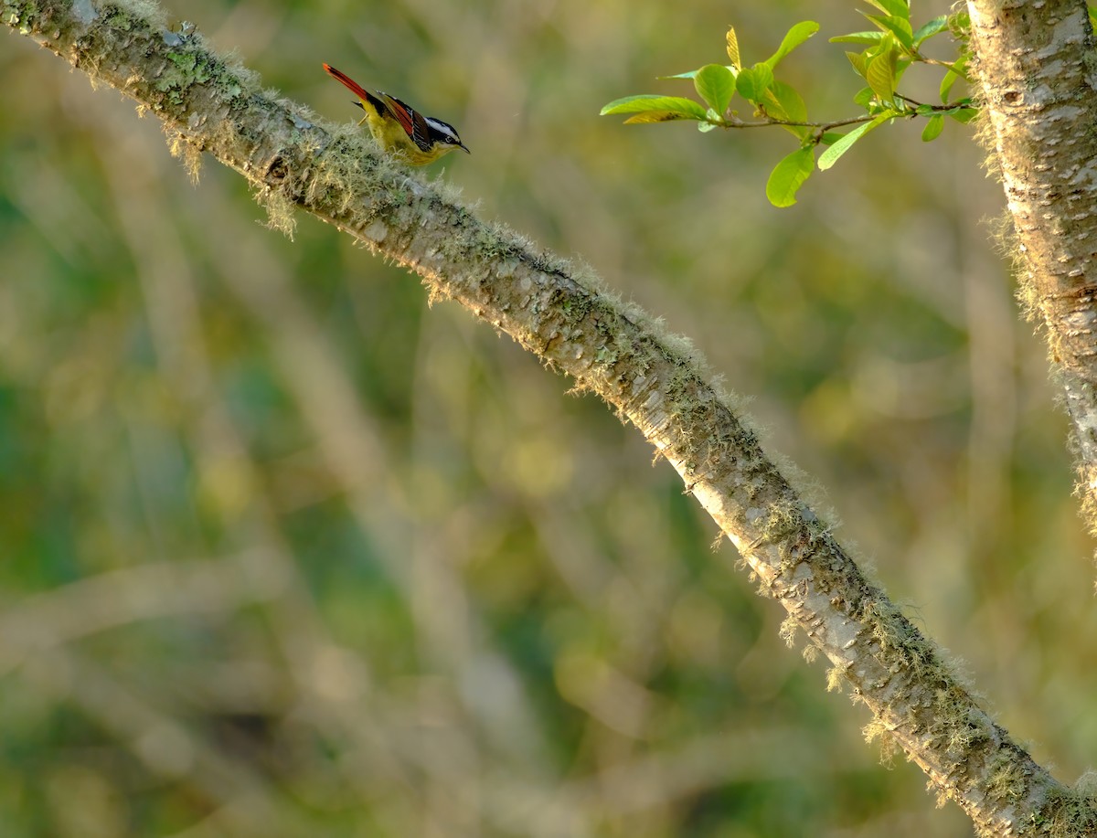 Red-tailed Minla - Nara Jayaraman