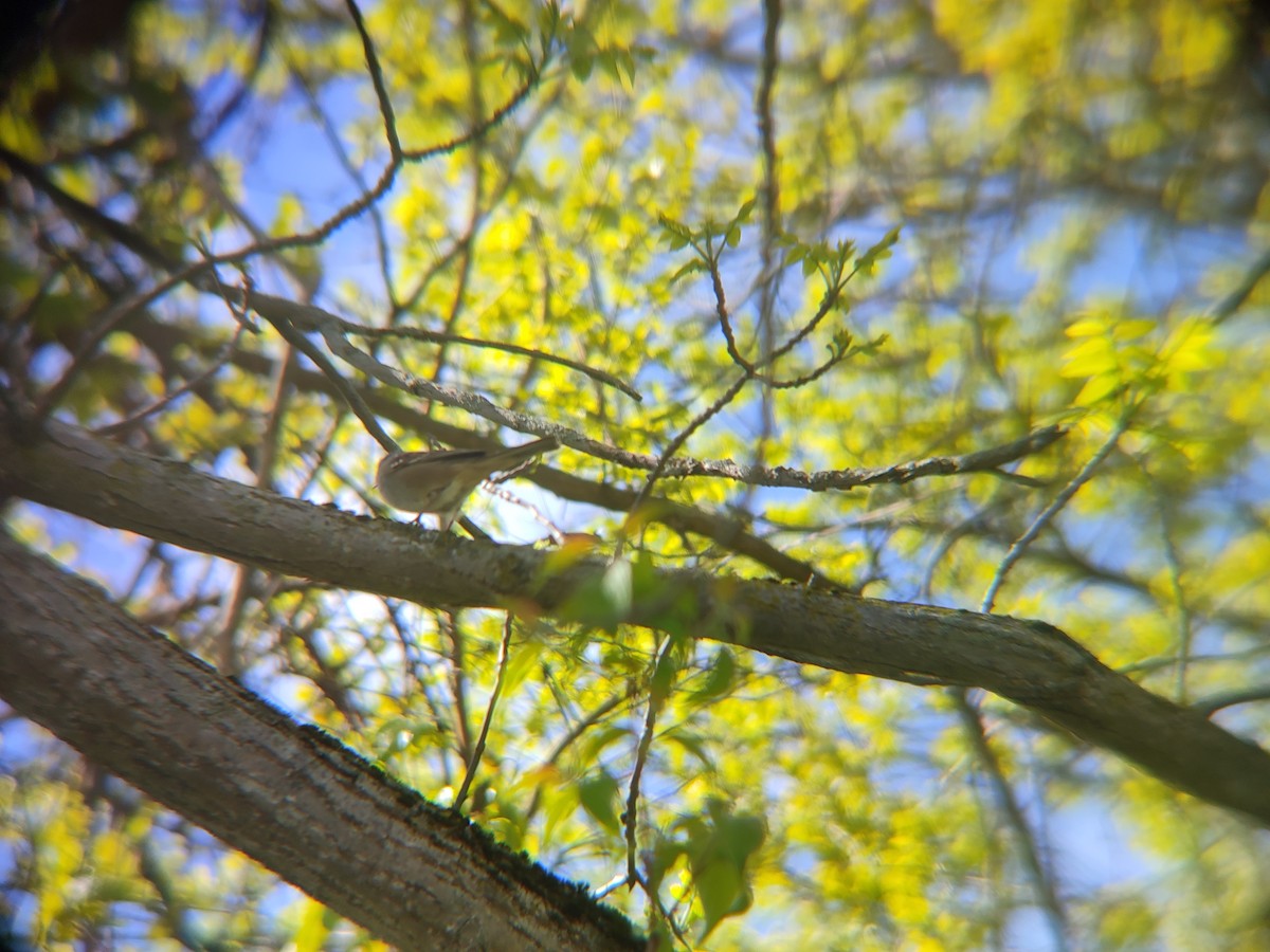 White-crowned Sparrow (Gambel's) - Santhosh D T