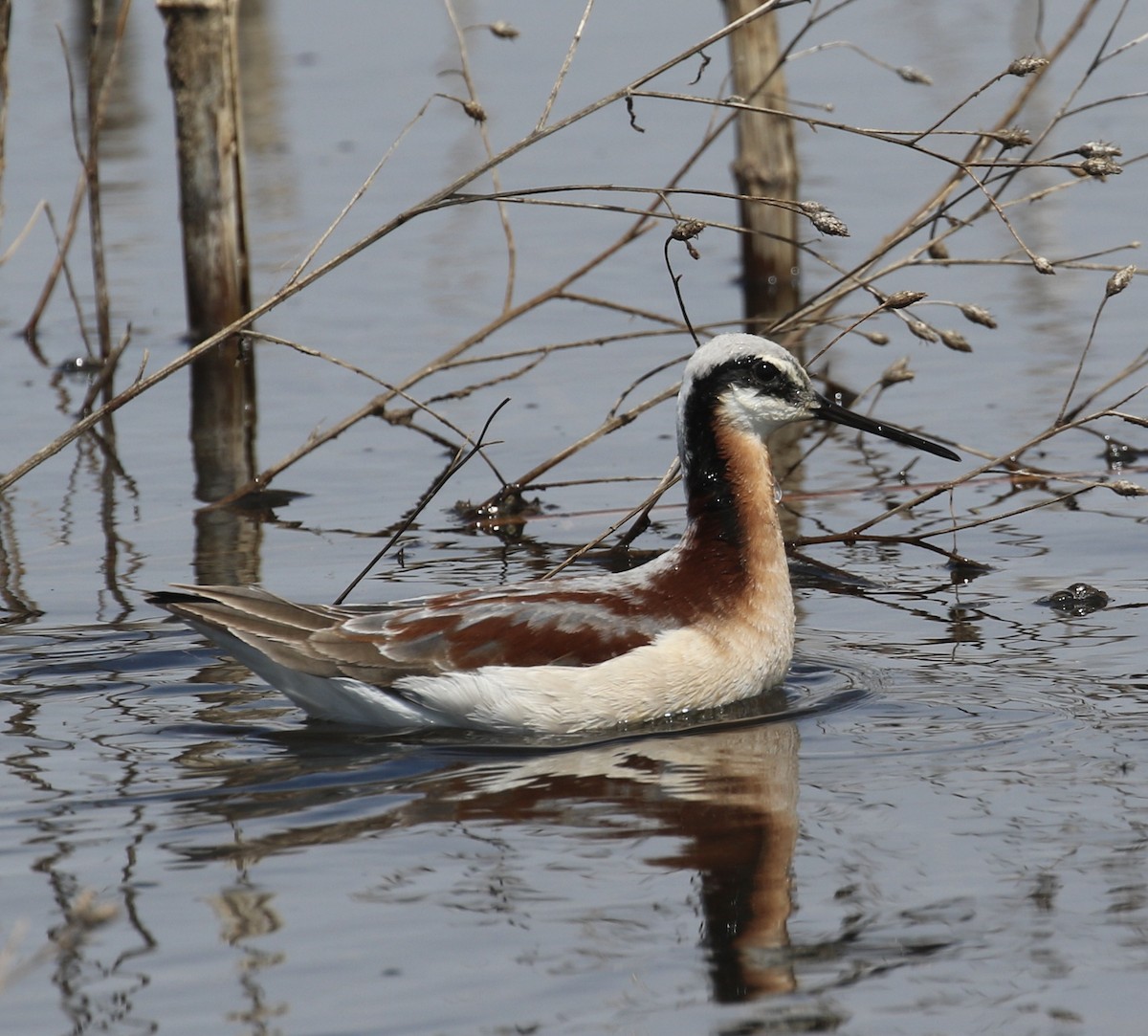 hvithalesvømmesnipe - ML619063454