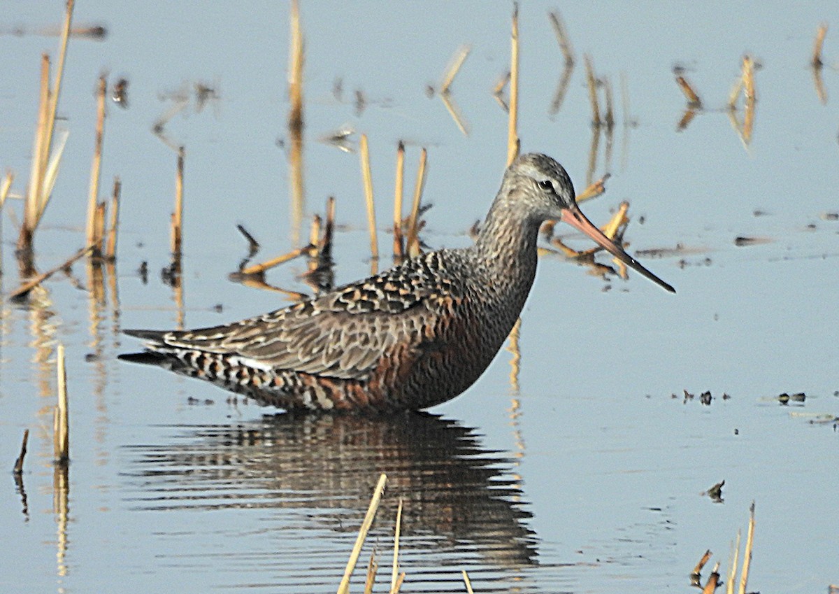 Hudsonian Godwit - Marvin frabricio Rivera González