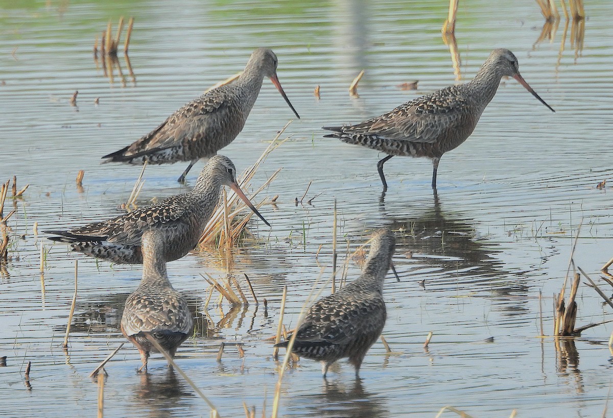 Hudsonian Godwit - Marvin frabricio Rivera González