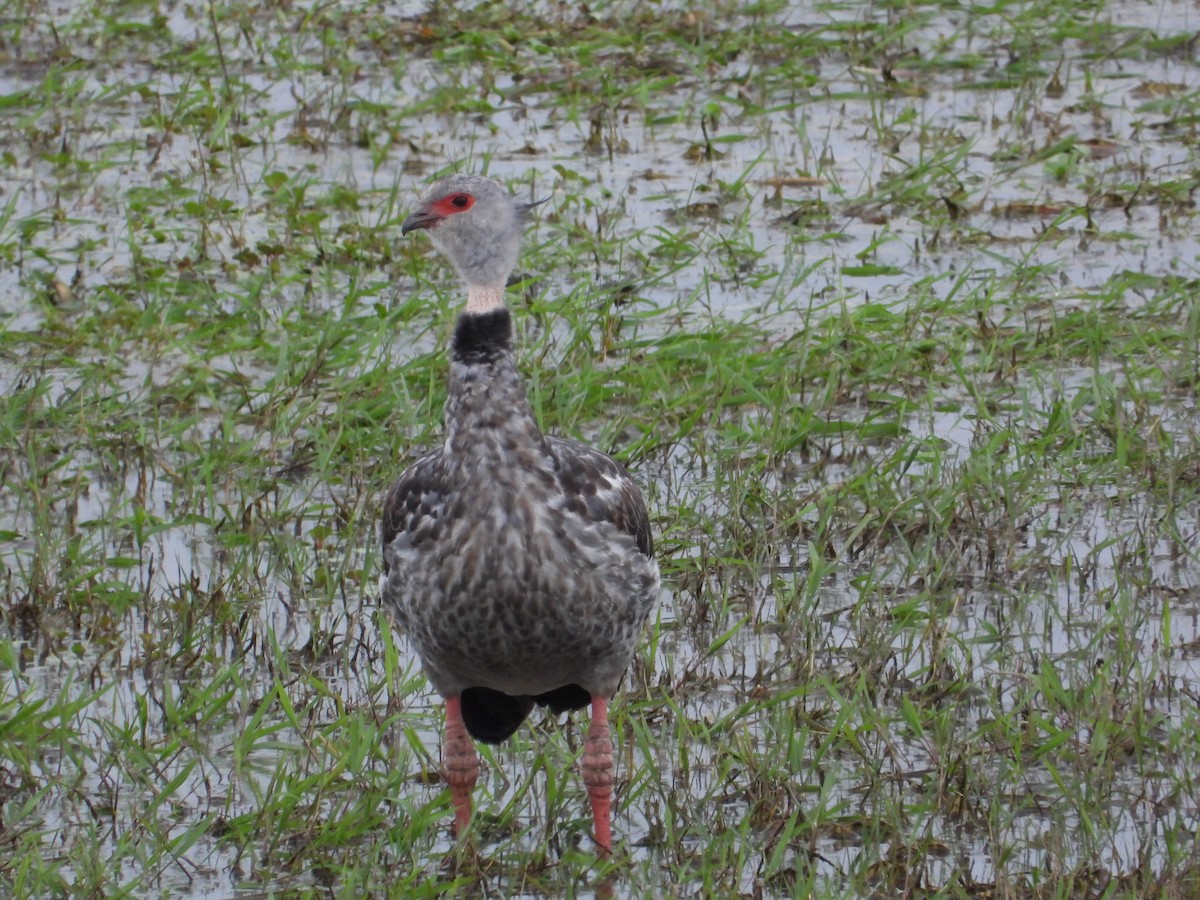 Southern Screamer - Mónica  Cobelli