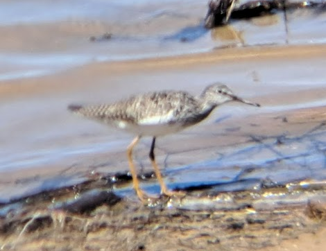 Lesser/Greater Yellowlegs - Pierre Hendricks