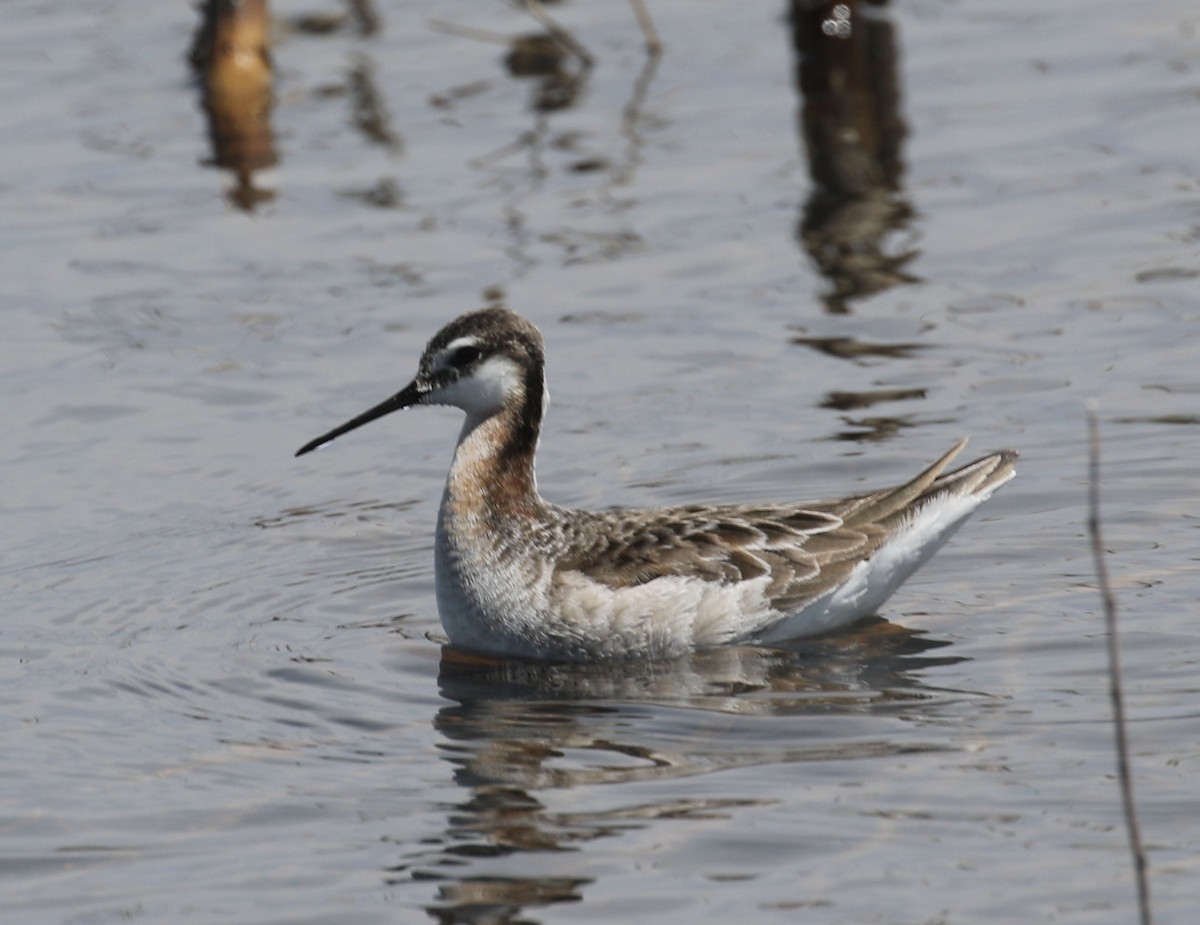 hvithalesvømmesnipe - ML619063483