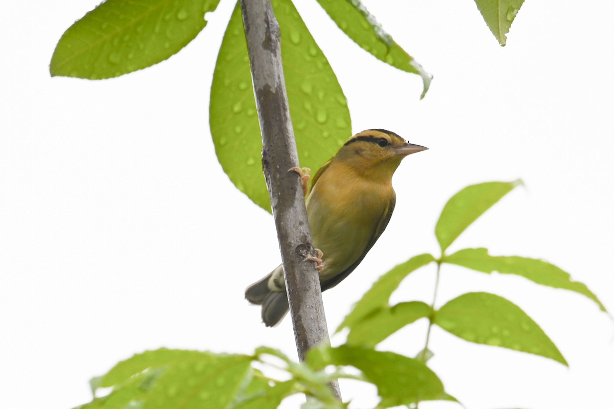 Worm-eating Warbler - Grace Huffman