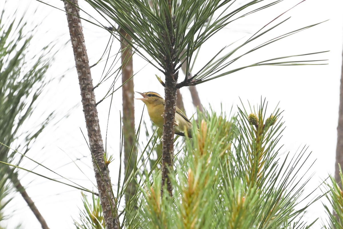 Worm-eating Warbler - Grace Huffman