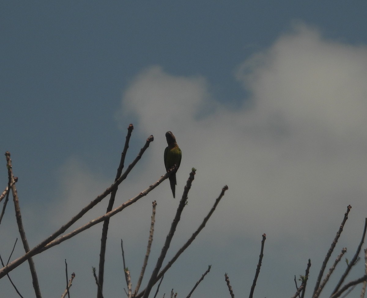 Brown-throated Parakeet - Jose Fernando Sanchez O.