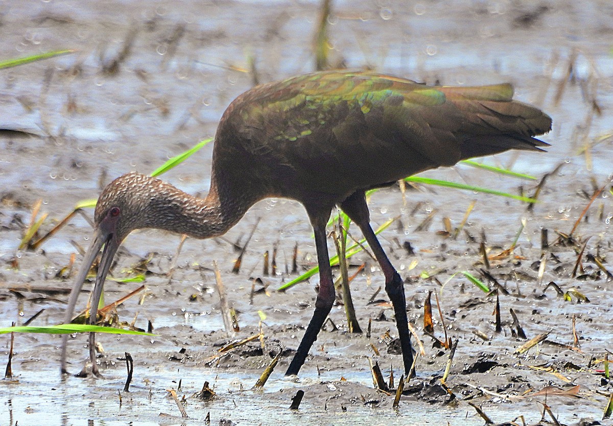 White-faced Ibis - Marvin frabricio Rivera González