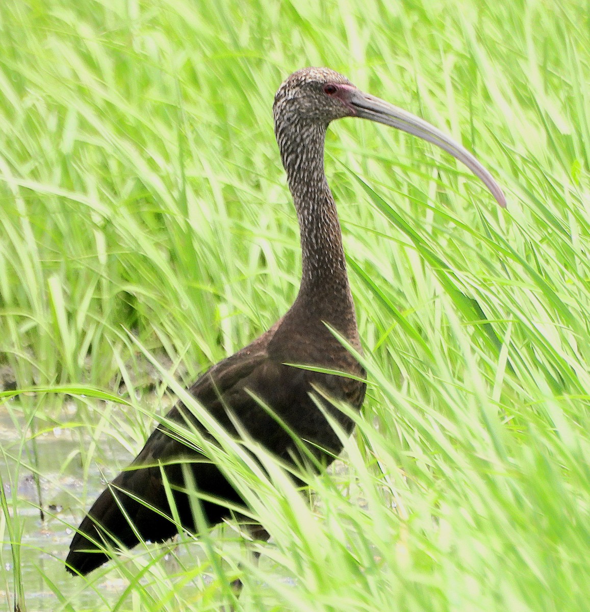 White-faced Ibis - Marvin frabricio Rivera González