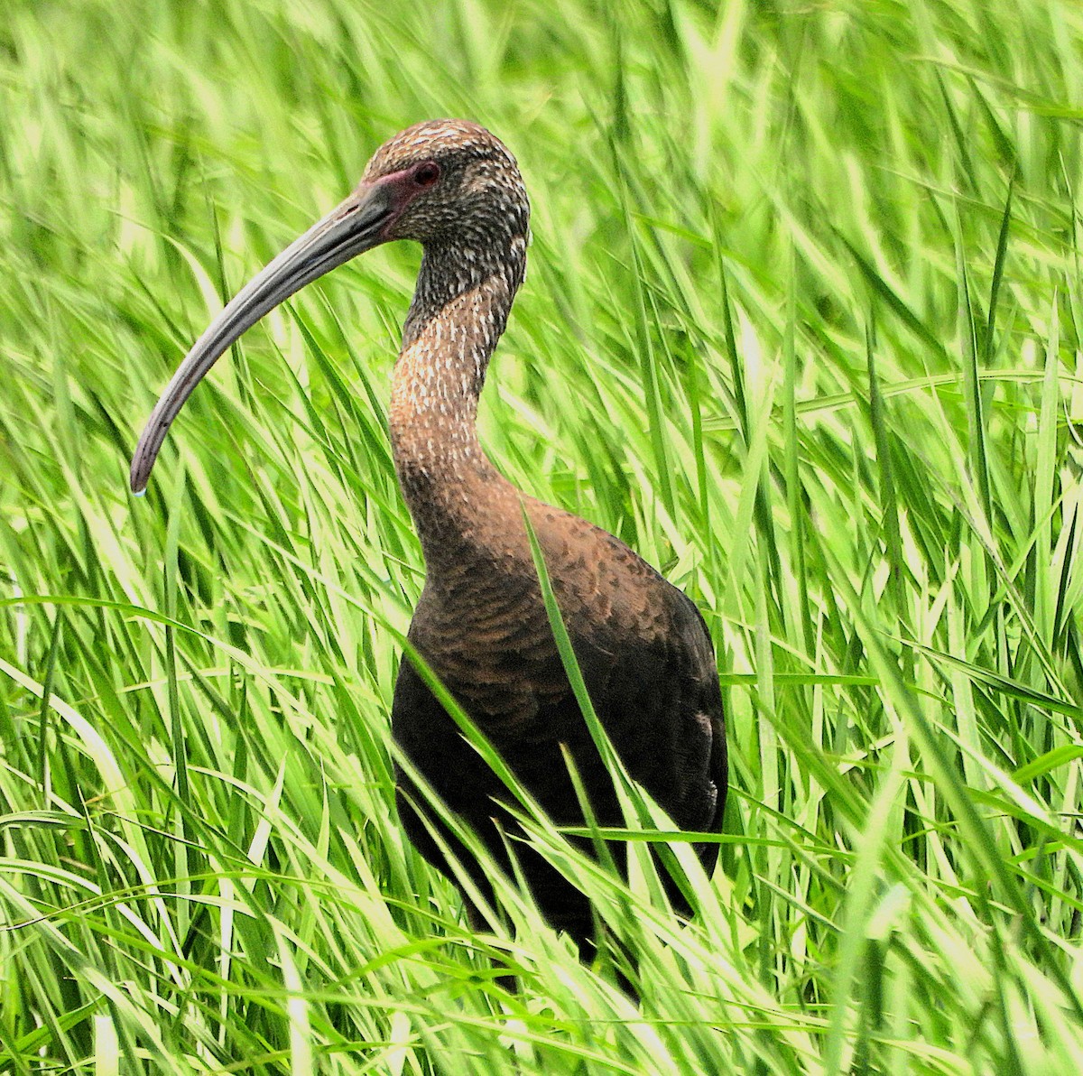 White-faced Ibis - Marvin frabricio Rivera González