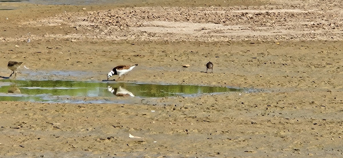 Ruddy Turnstone - ML619063525