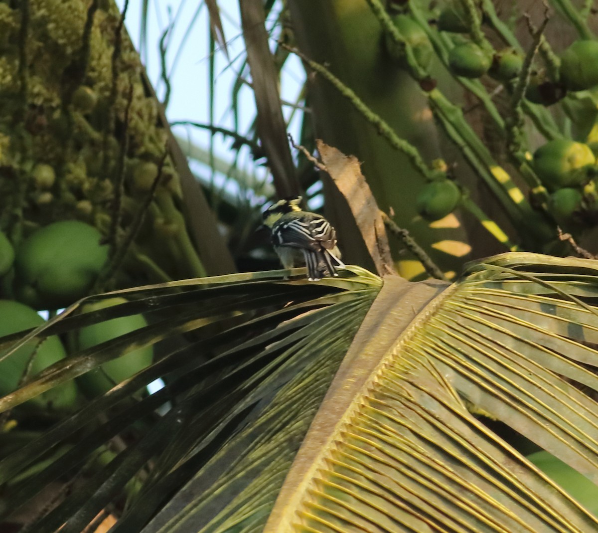 Indian Yellow Tit - Savio Fonseca (www.avocet-peregrine.com)