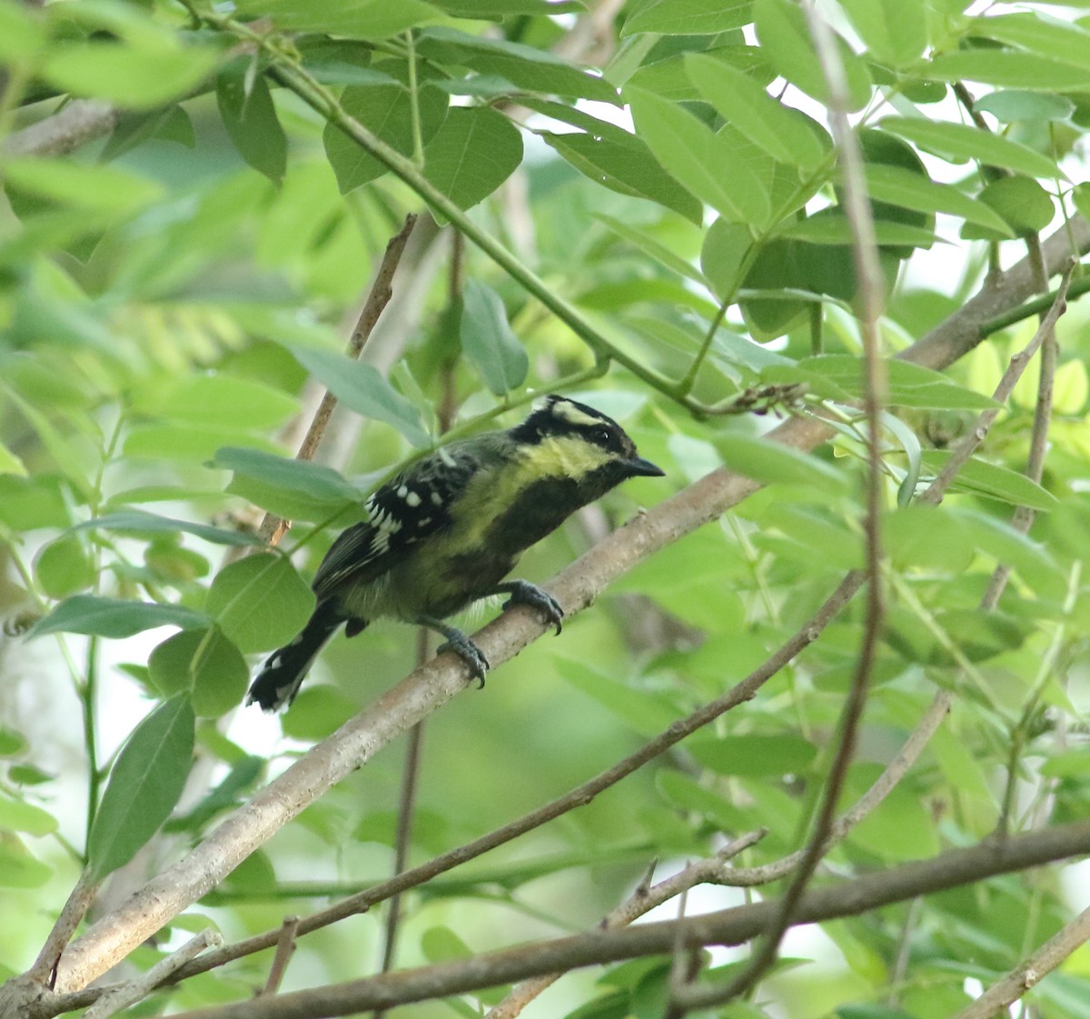 Indian Yellow Tit - Savio Fonseca (www.avocet-peregrine.com)