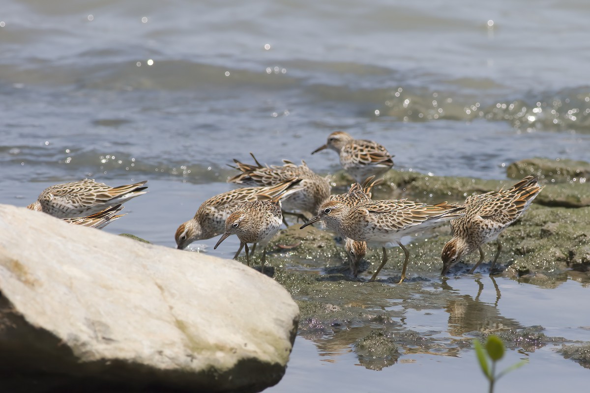 Sharp-tailed Sandpiper - ML619063535