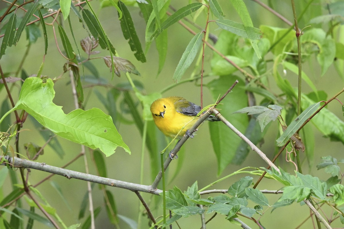Prothonotary Warbler - Grace Huffman
