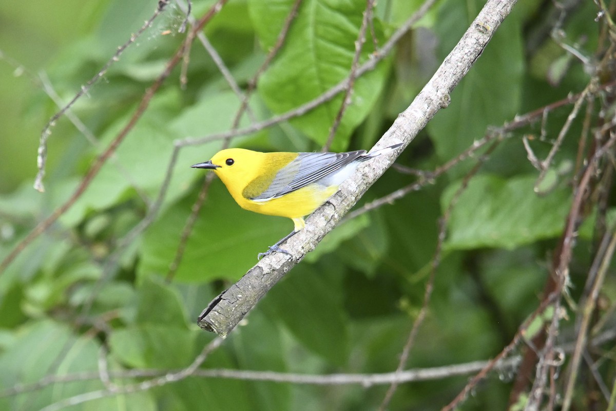Prothonotary Warbler - Grace Huffman