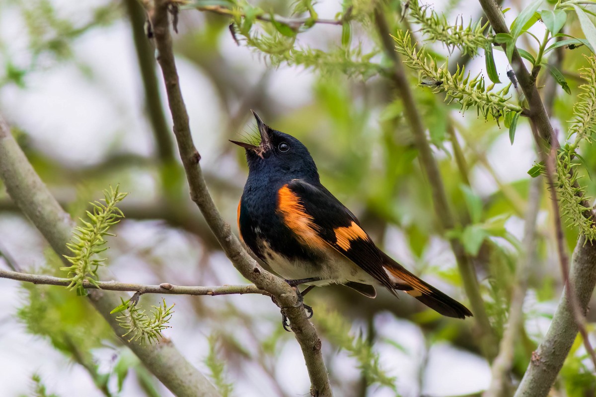 American Redstart - Kelly Shattler Foster