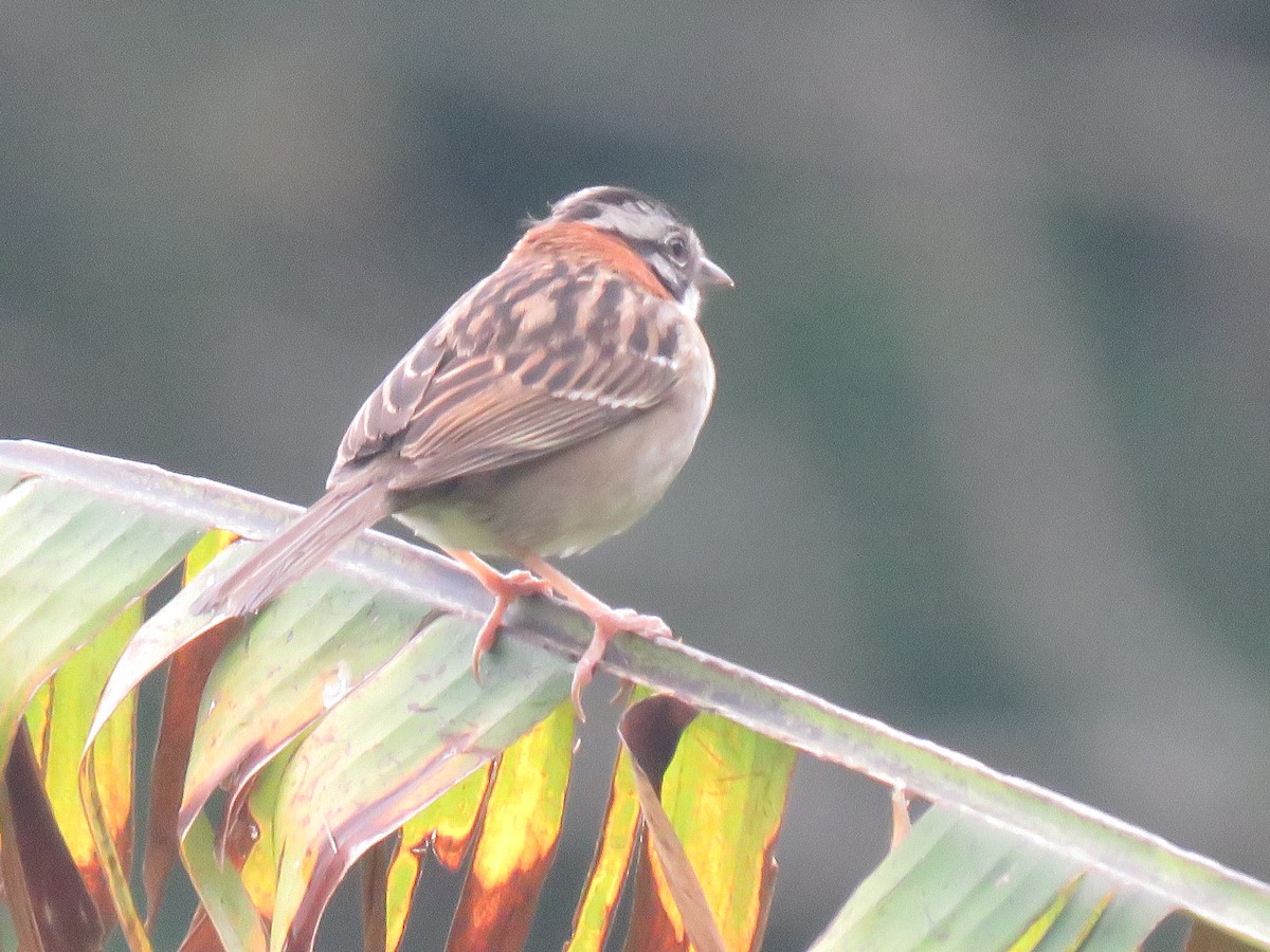 Rufous-collared Sparrow - Randy Smith