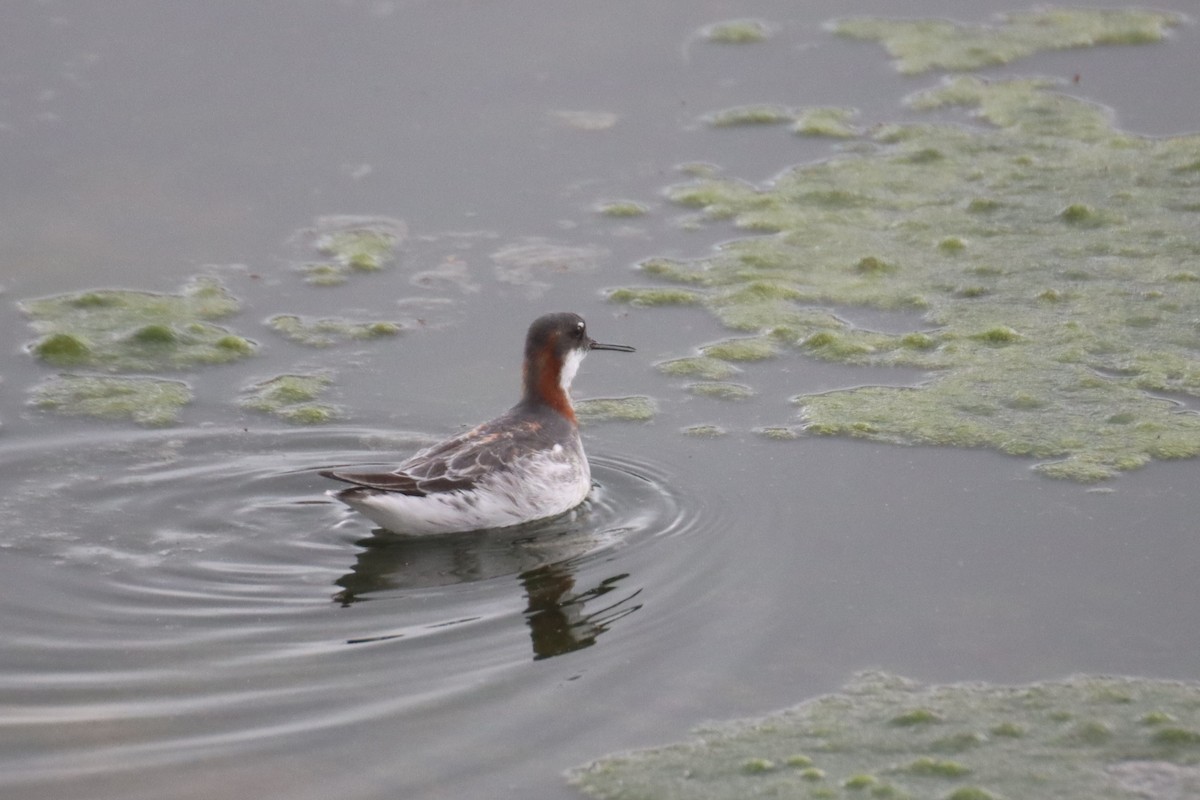 Red-necked Phalarope - Kathy Mihm Dunning