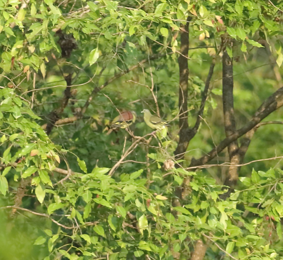 Gray-fronted Green-Pigeon - ML619063624