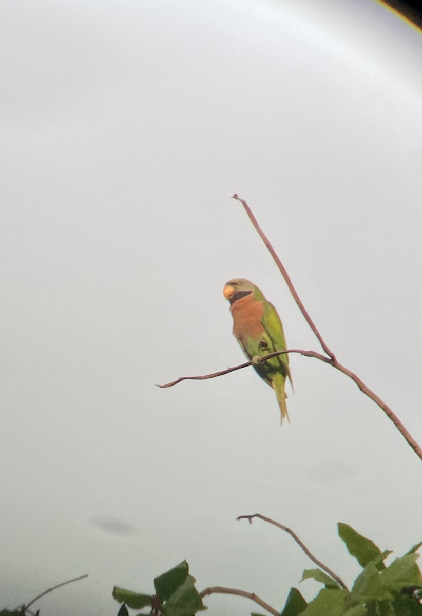 Red-breasted Parakeet - ML619063631