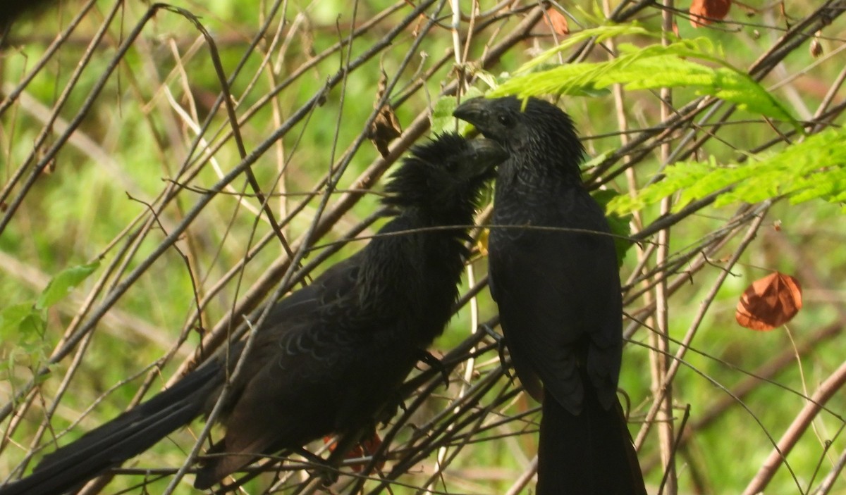 Groove-billed Ani - Jose Fernando Sanchez O.