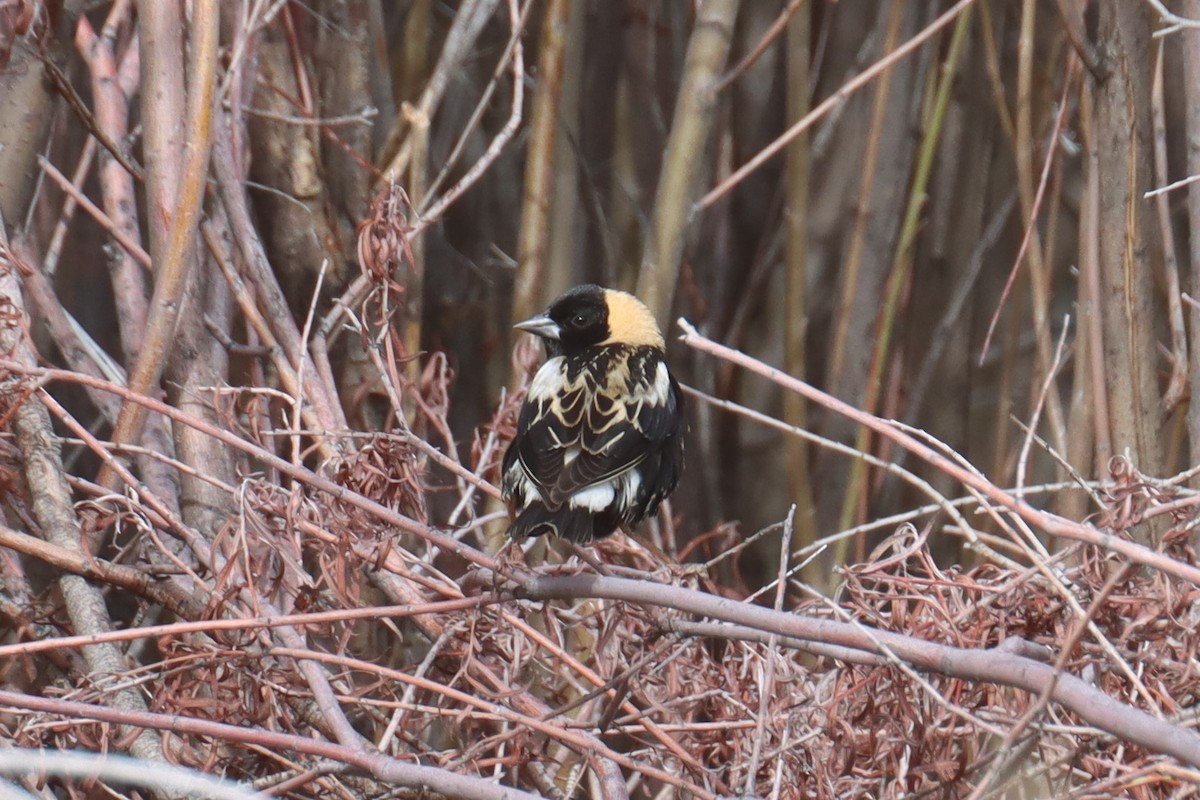 Bobolink - Kathy Mihm Dunning