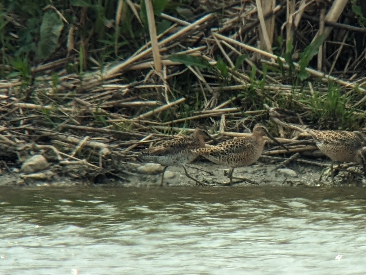 Short-billed Dowitcher (griseus) - ML619063668