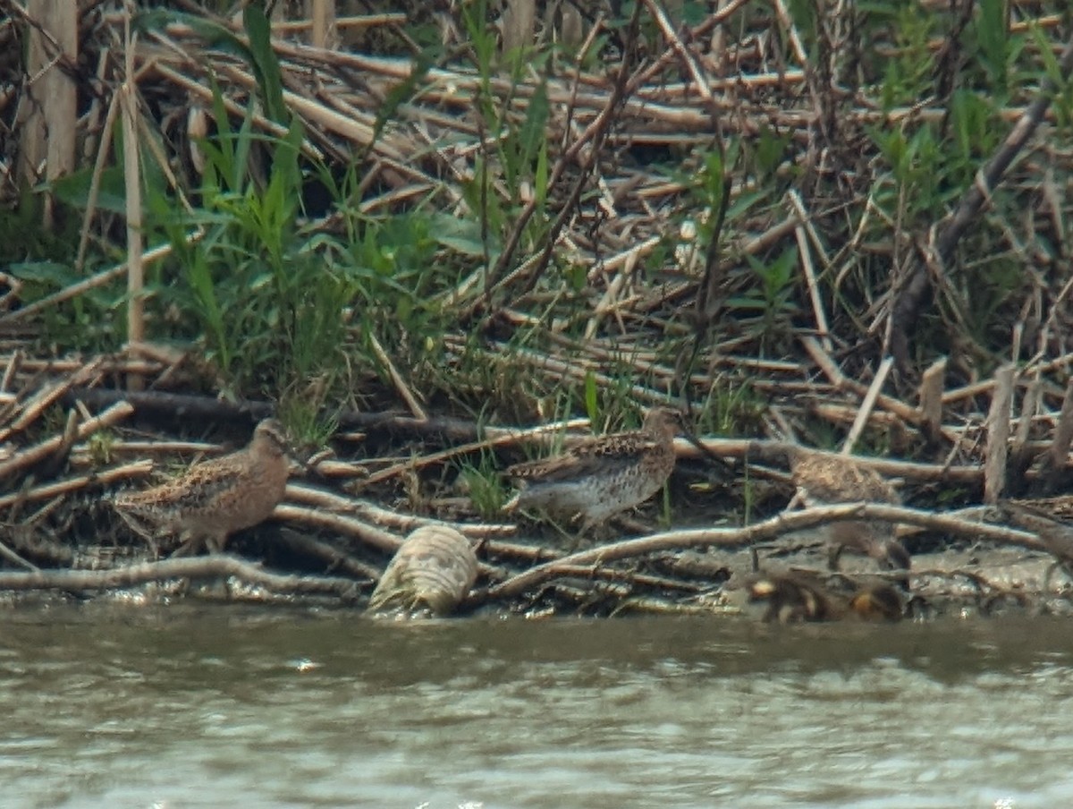 Short-billed Dowitcher (griseus) - ML619063669