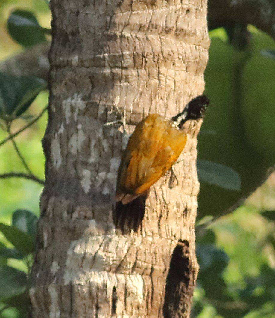 Malabar Flameback - Savio Fonseca (www.avocet-peregrine.com)