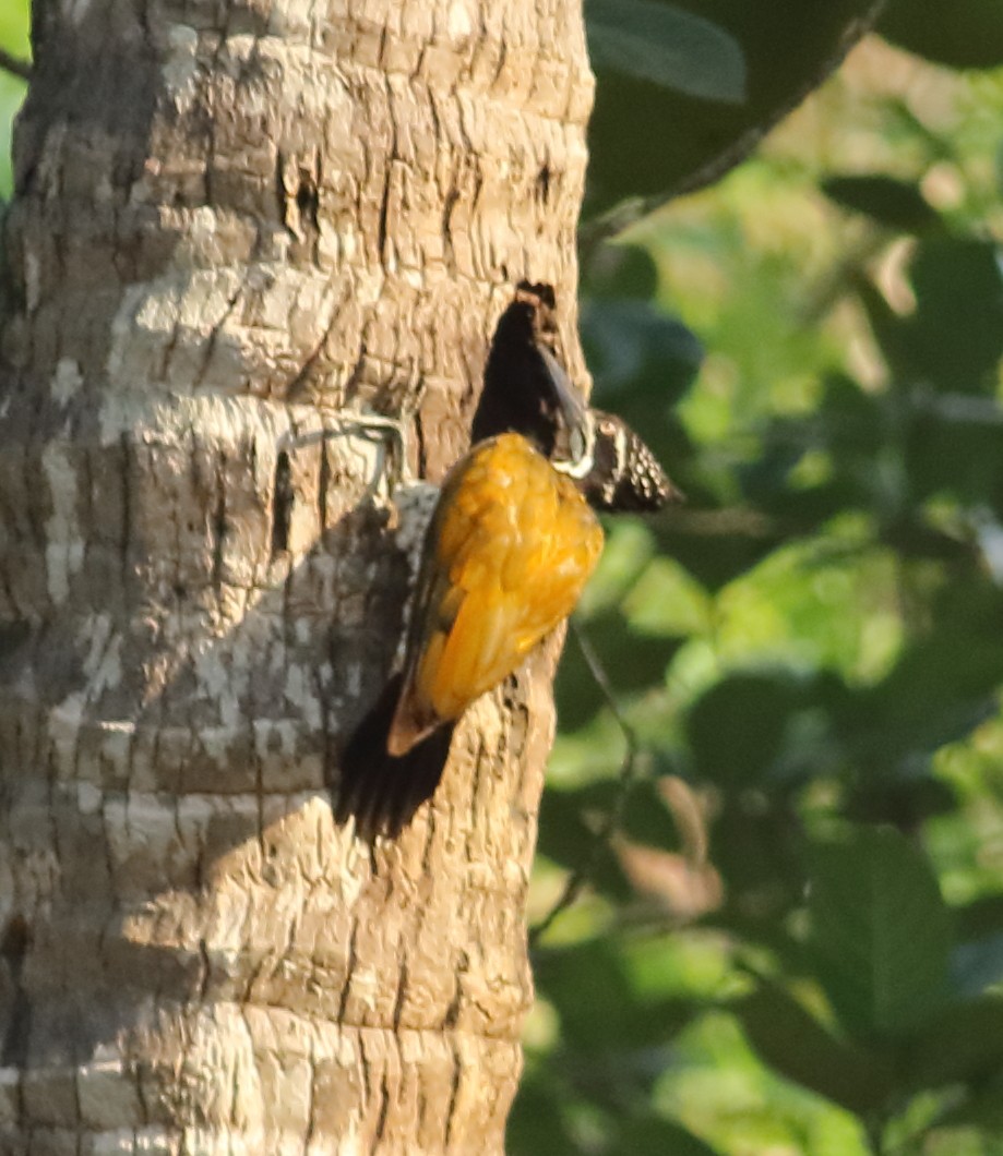 Malabar Flameback - Savio Fonseca (www.avocet-peregrine.com)