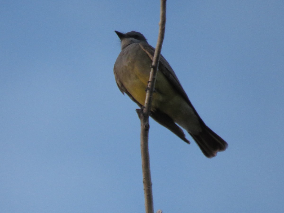 Cassin's Kingbird - Anonymous