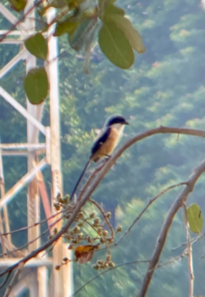 Long-tailed Shrike - ML619063694