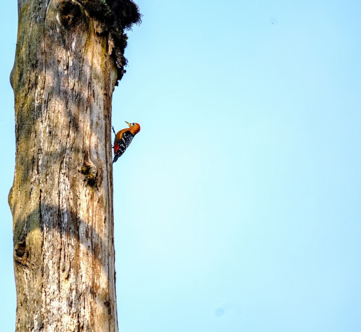 Rufous-bellied Woodpecker - Nara Jayaraman
