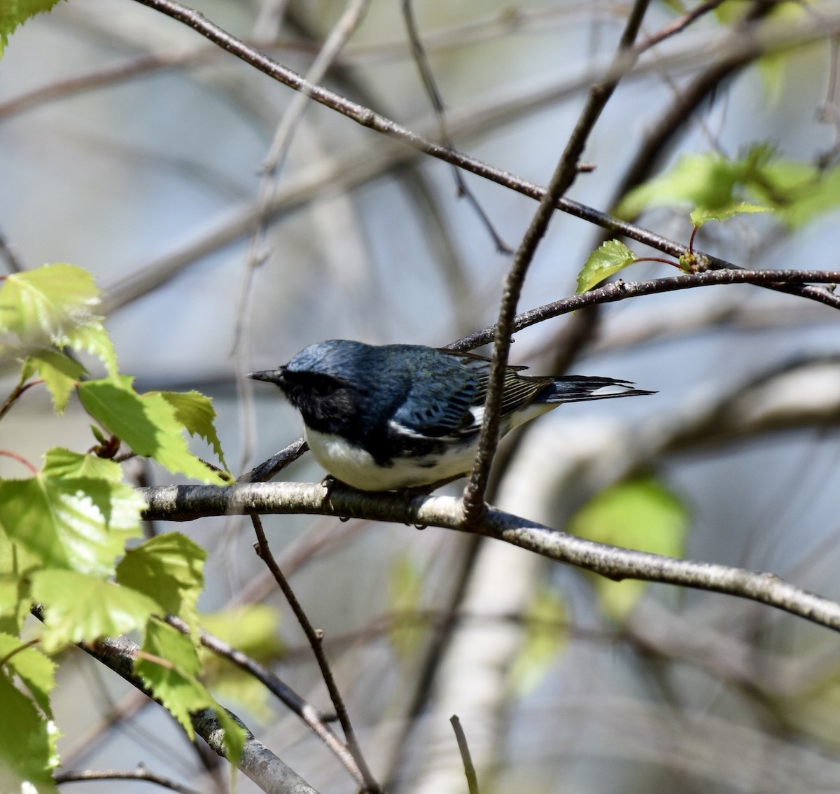 Black-throated Blue Warbler - Brad Smith